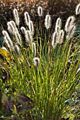 PENNISETUM ALOPECUROIDES LITTLE BUNNY