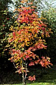 SORBUS SARGENTII