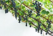 VITIS VINIFERA BLACK HAMBURGH (SCHIVA GROSSA)