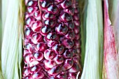 ZEA MAYS QUADRICOLOR