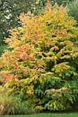 CERCIDOPHYLLUM JAPONICUM