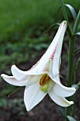 LILIUM FORMOSANUM