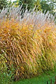 MISCANTHUS X GIGANTEUS (SACCHARIFLORUS)