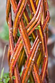 SALIX ALBA VAR VITELLINA - TRIPLE WEAVING TO MAKE OPEN STEM