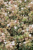 ABELIA SUNSHINE DAYDREAM