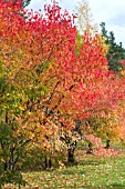 ACER TARTARICUM