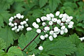 ACTAEA RUBRA