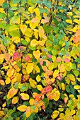 COTONEASTER YOCUTICUS