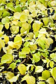HYDRANGEA PETIOLARIS