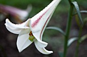 LILIUM FORMOSANUM