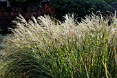 MISCANTHUS GRACILIS