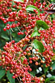 VIBURNUM BETULIFOLIUM