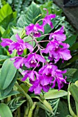 CATTLEYA BOWINGANA