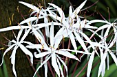 CRINUM PURPURESCENS