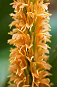 HEDYCHIUM ASSAM ORANGE