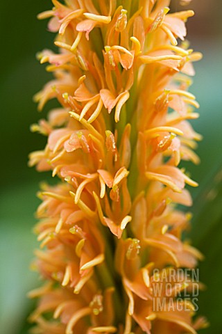 HEDYCHIUM_ASSAM_ORANGE