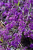 CALLICARPA BODINIERI GIRALDII PROFUSION