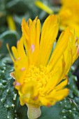 FAUCARIA TUBERCULOSA