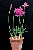 NERINE FLAMENCO