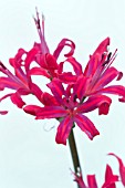 NERINE LAMOUSMEE