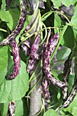 PHASEOLUS VULGARIS MAJOR COOKS BEAN