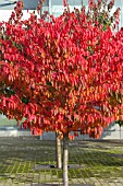 PRUNUS SARGENTII