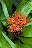 SCADOXUS CINNABARINUS