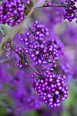 CALLICARPA BODINIERI GIRALDII PROFUSION