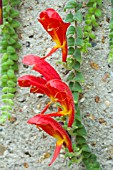 COLUMNEA GLORIOSA