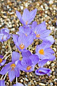 CROCUS PULCHELLUS