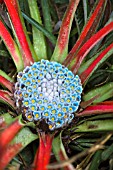 FASCICULARIA BICOLOR