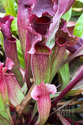 NEPENTHES_VENTRICOSA