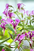 PELARGONIUM PAPILIONACEUM