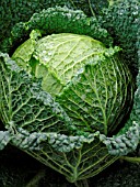 BRASSICA OLERACEA, SAVOY CABBAGE.