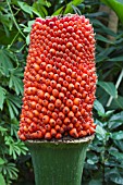 AMORPHOPHALLUS TITANUM