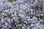 ASTER ERICOIDES HON EDITH GIBBS