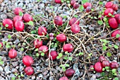 FUCHSIA PROCUMBENS