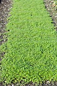 GREEN MANURE