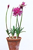 NERINE FLAMENCO