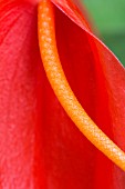 ANTHURIUM SCHERZERIANIUM