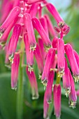 LACHENALIA BULBIFERA GEORGE