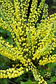 MAHONIA WINTER SUN