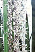 SANSEVIERIA CYLINDRICA SKYLINE