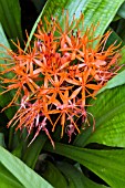 SCADOXUS CINNABARINUS