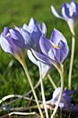 CROCUS KOTSCHYANUS (ZONATUS)