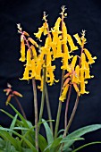 LACHENALIA ALOIDES NELSONII