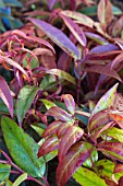 LEUCOTHOE KEISKEI ROYAL RUBY