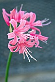 NERINE PINK SEEDLING