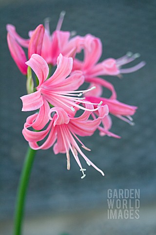 NERINE_PINK_SEEDLING