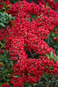 PYRACANTHA COCCINEA RED COLUMN